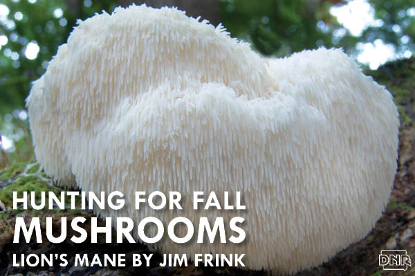 Lion's mane: On the hunt for fall mushrooms | Iowa DNR